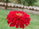 Flowers-in-Bakh-e-Nabavi-01